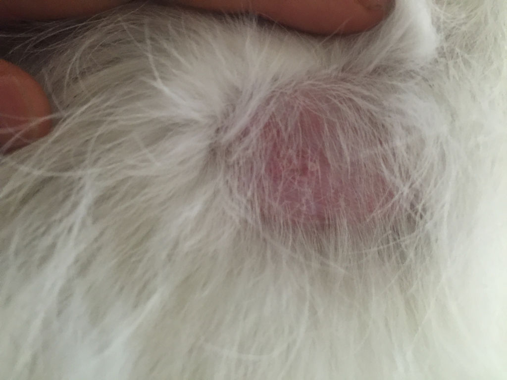 狗狗去跳蚤偏方，老一辈传下来的老办法，很有用