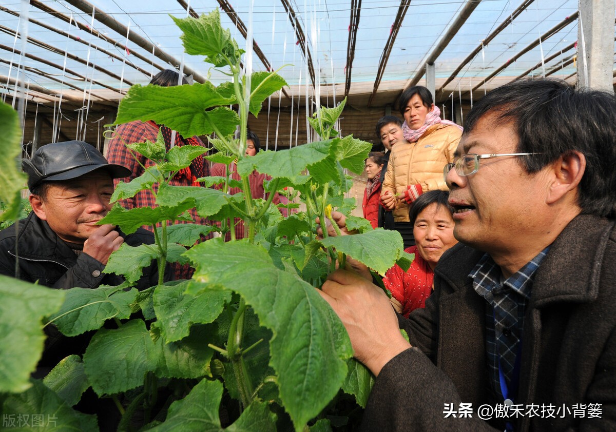 主要原因是哪些(种瓜种菜要重防土传病害！土传病害的主要原因和病害特点是什么？)