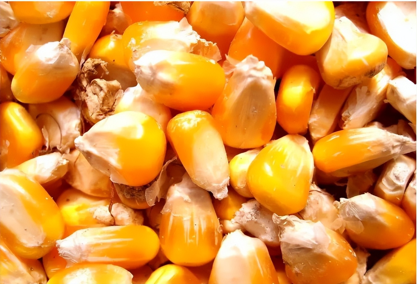 玉米价格又跌了！今日各地最新收购价是多少？