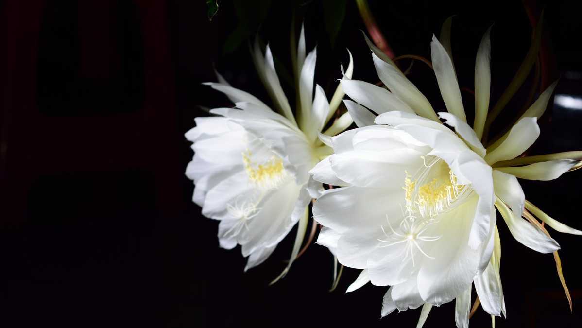 描写昙花开放的过程(描写昙花开放的句子有哪些)