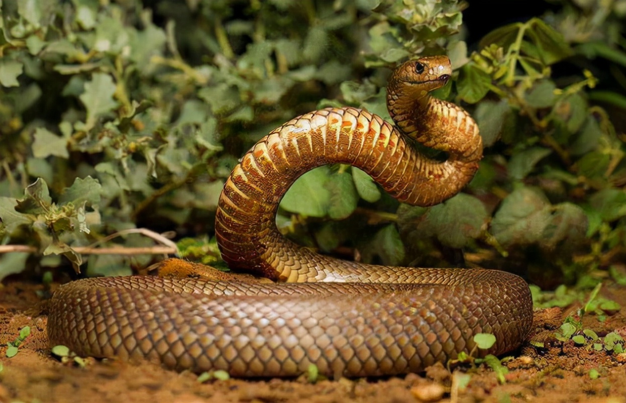 世界十大毒蛇排名 印度眼镜蛇居然不是排第一