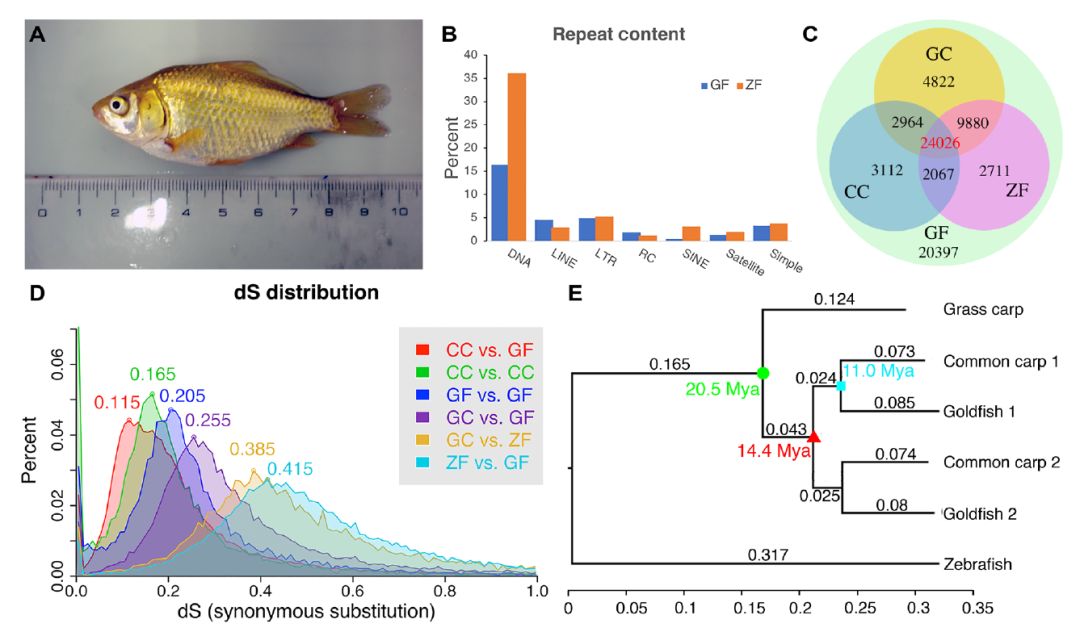 金鱼基因组图谱及全基因组复制后基因的演化