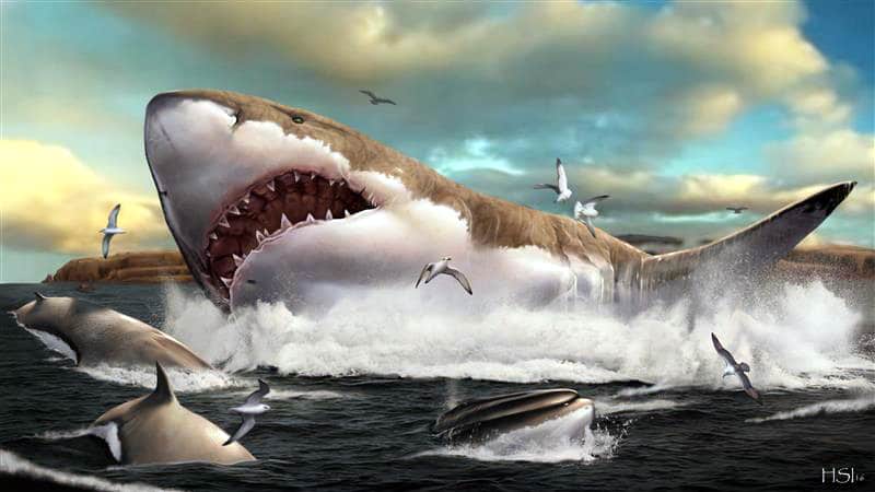 白鲨驱使巨齿鲨灭绝