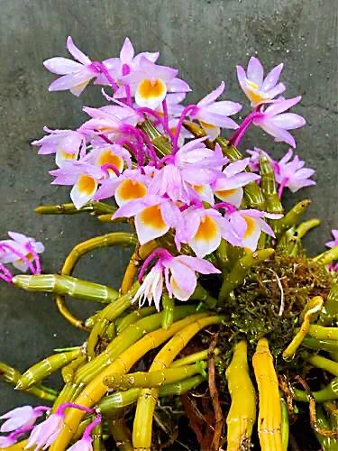 玫瑰石斛～茎悬垂，花姿优雅，玲珑可爱，花色鲜艳，气味芳香