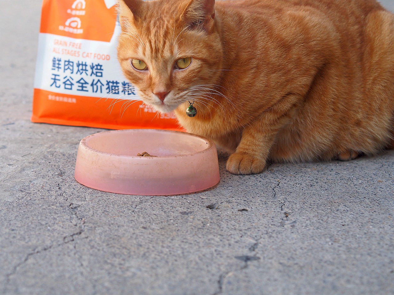 无谷鲜肉配方，宠熙猫粮毛孩子爱吃的猫粮