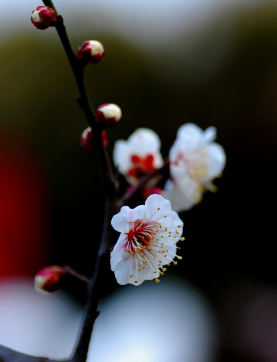 關於梅花的詩句古詩小學(關於梅花的詩句古詩)