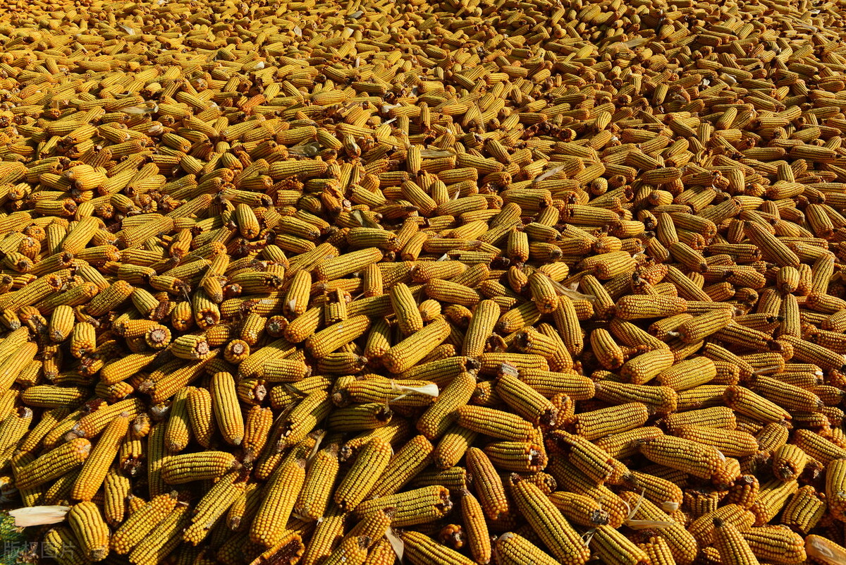 哈尔滨今日玉米价格行情「河北省今日玉米价一斤多少钱」