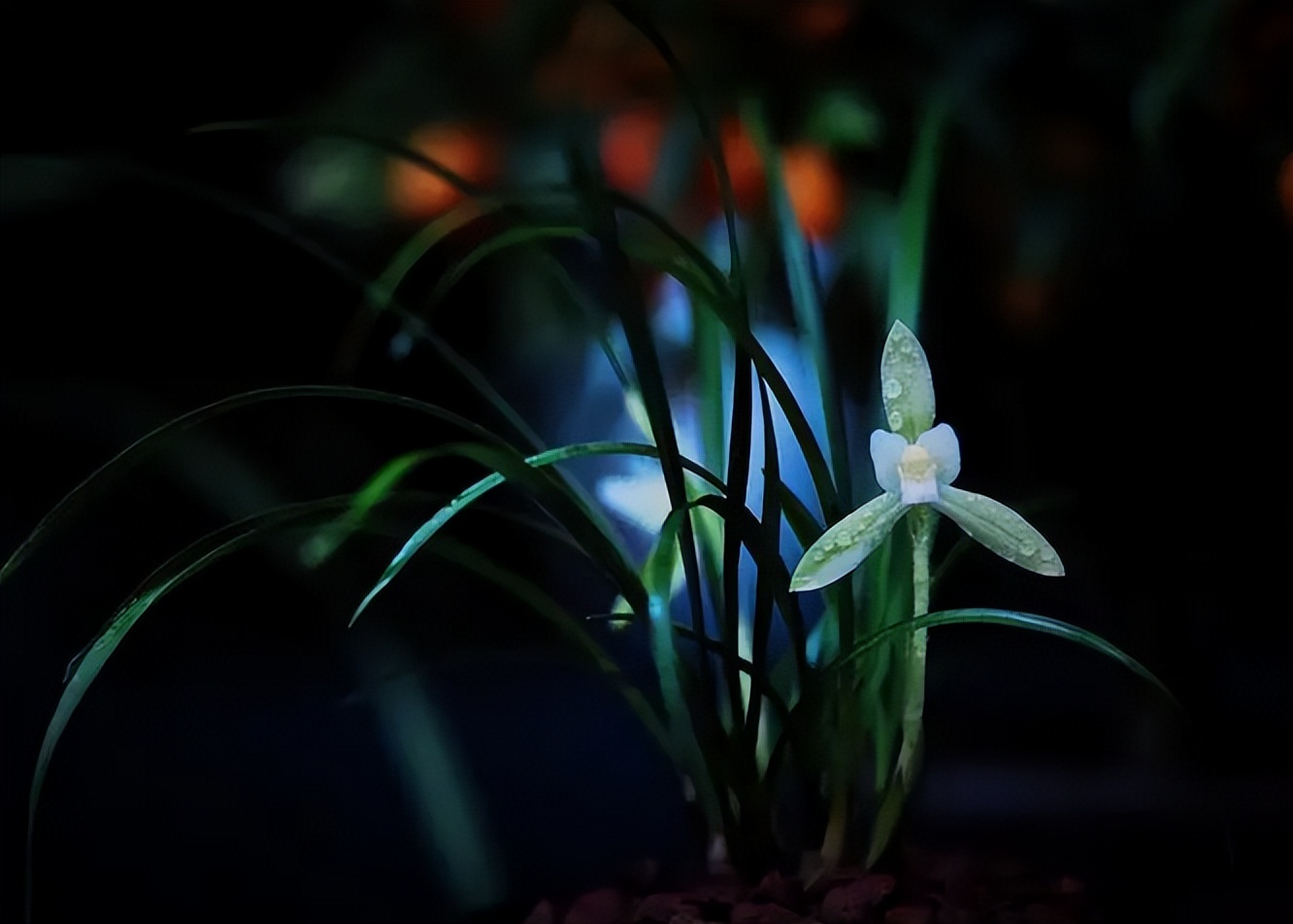 关于兰花的诗句唯美,关于兰花的诗句唯美_爱阅读