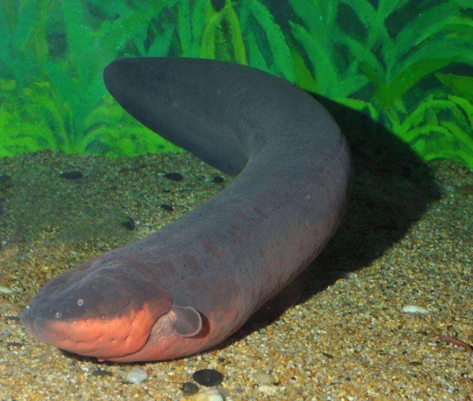 电鳗鱼多少钱一条(电鳗为什么电不死自己,发电量超过高压线)