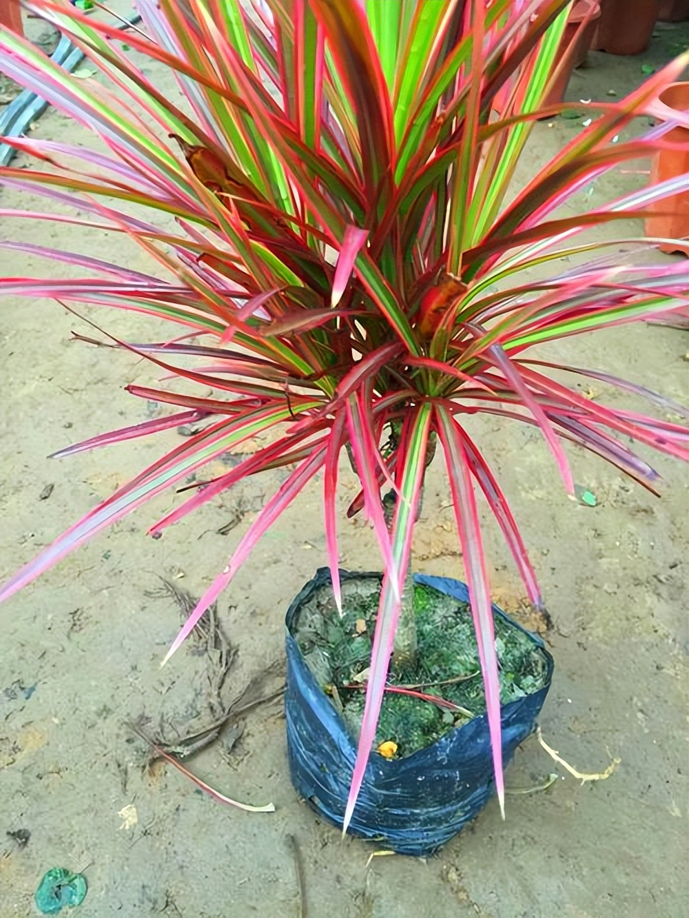 6种彩叶植物，养眼添姿彩！祛除异味有特效，好养还省心