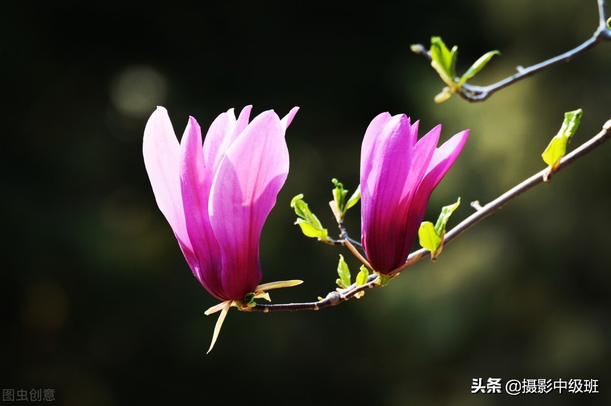 拍花的5個(gè)低級(jí)錯(cuò)誤，毀了這3張照片，講解玉蘭花攝影技巧