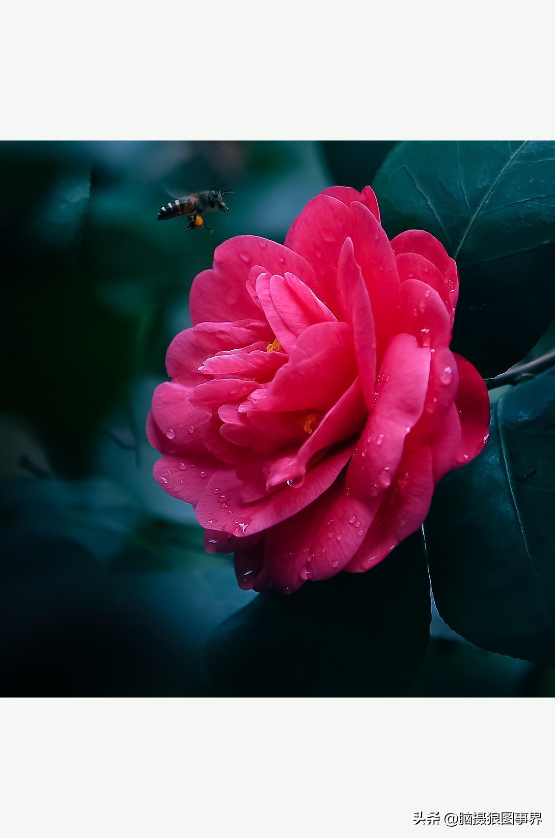 背景虚化(摄影技巧:镜头光圈较小,能否拍出背景虚化效果较好的照片?