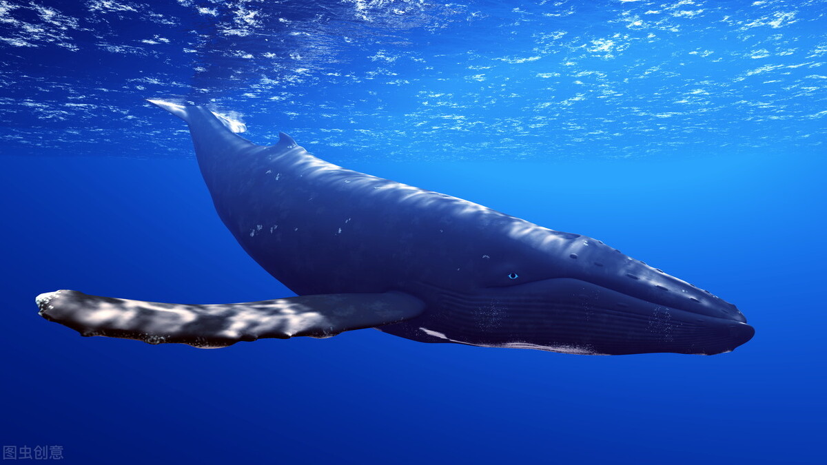 科学｜新研究表明，缺乏鲸鱼粪便可能严重影响海洋生态系统