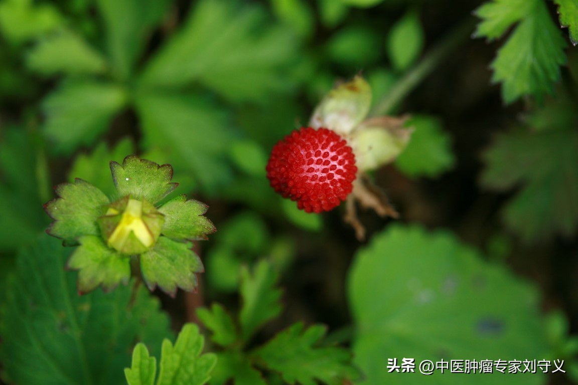 每日一味抗癌中药——三匹风,漫山遍野都有,清热解毒功效显著