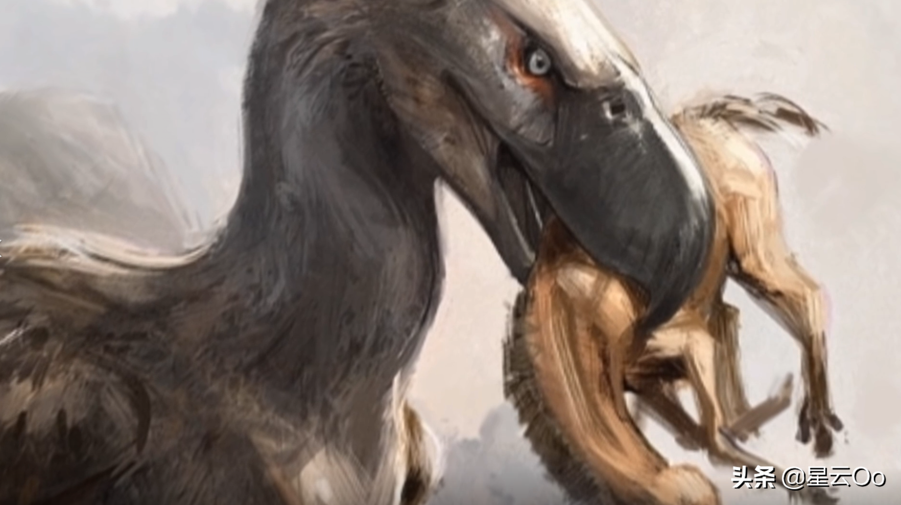 跟剑齿虎生活在同一个时代,它们是恐龙王朝末代的牌面与骄傲,泰坦巨鸟