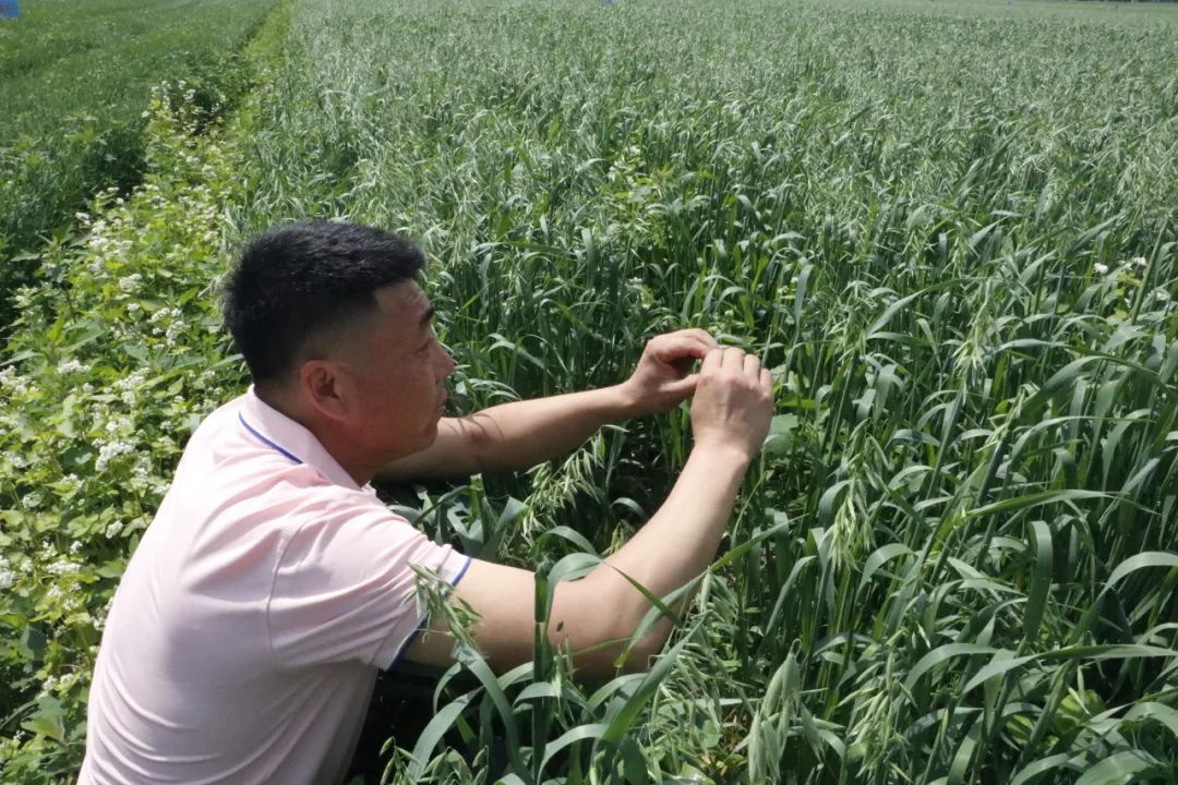 每利庫倫作業區主任劉洋便駐守田邊,日日巡田,對燕麥生長全程精心管理