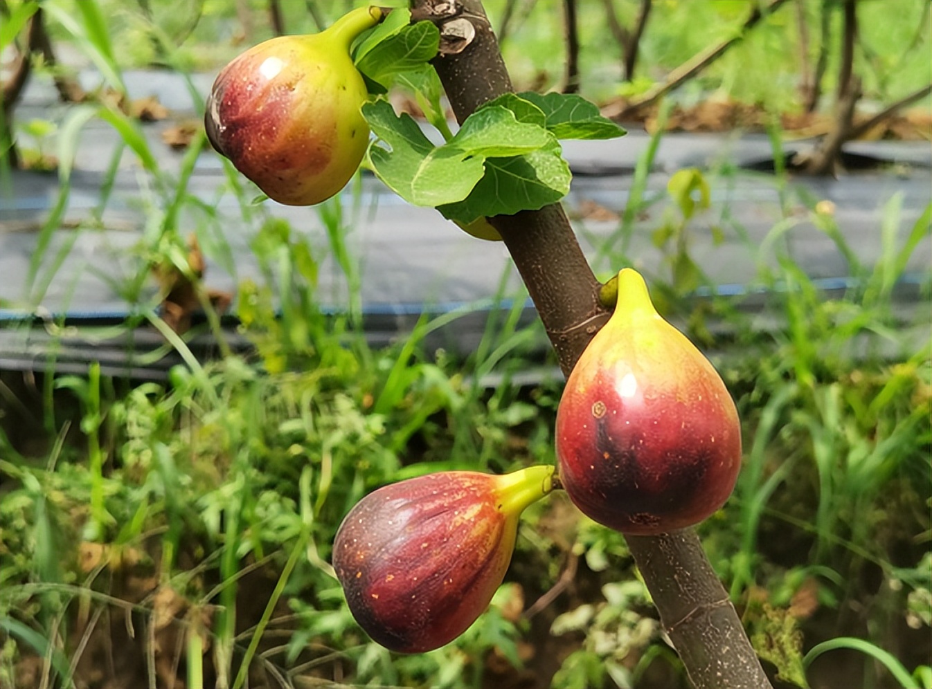 适合北方种植的果树新品种（适合在北方庭院种的4种果树）