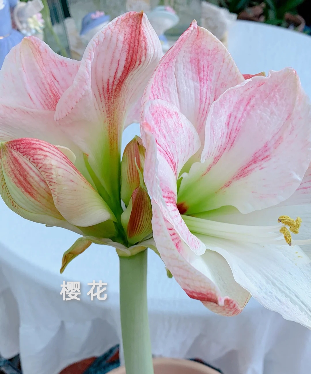 26码睡衣穿多大(最受欢迎的20种朱顶红,个个花大色艳,开花不断)