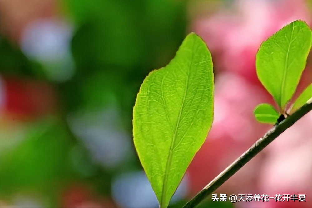 苹果叶子图片（两分钟教你如何分辨苹果花和海棠花）