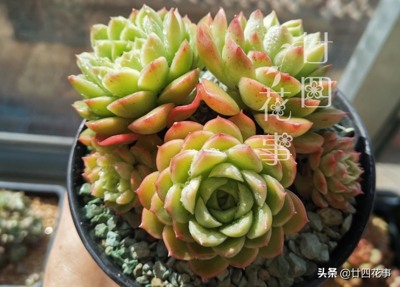 养死多肉不打紧，就怕死得不明白，肉肉8种死法，知道原因好预防