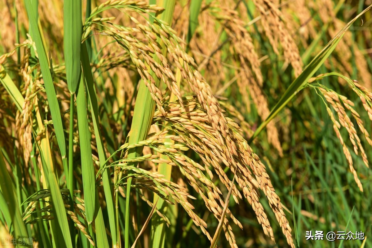 龙粳系列——“十三五”农业科技标志性成果 这3个超级稻品种你吃过？ - 知乎