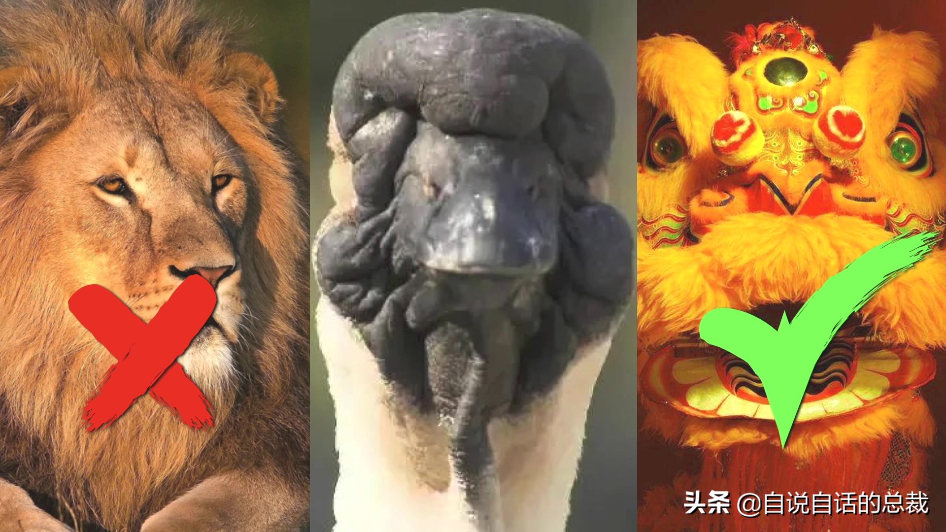 为什么动物都怕鹅？有鹅的地方没有蛇？大鹅的真实面貌超出你想象