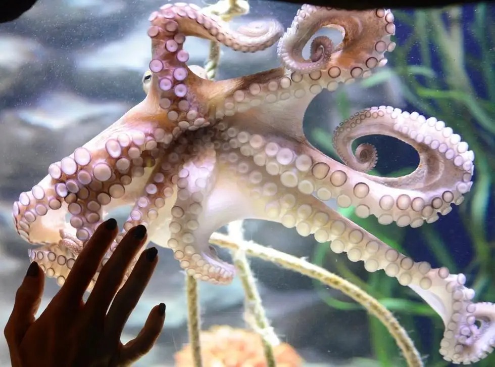 求章魚保羅詳細資料（章魚為何沒發展出文明？明明有9個大腦能編輯基因，智商還極高）