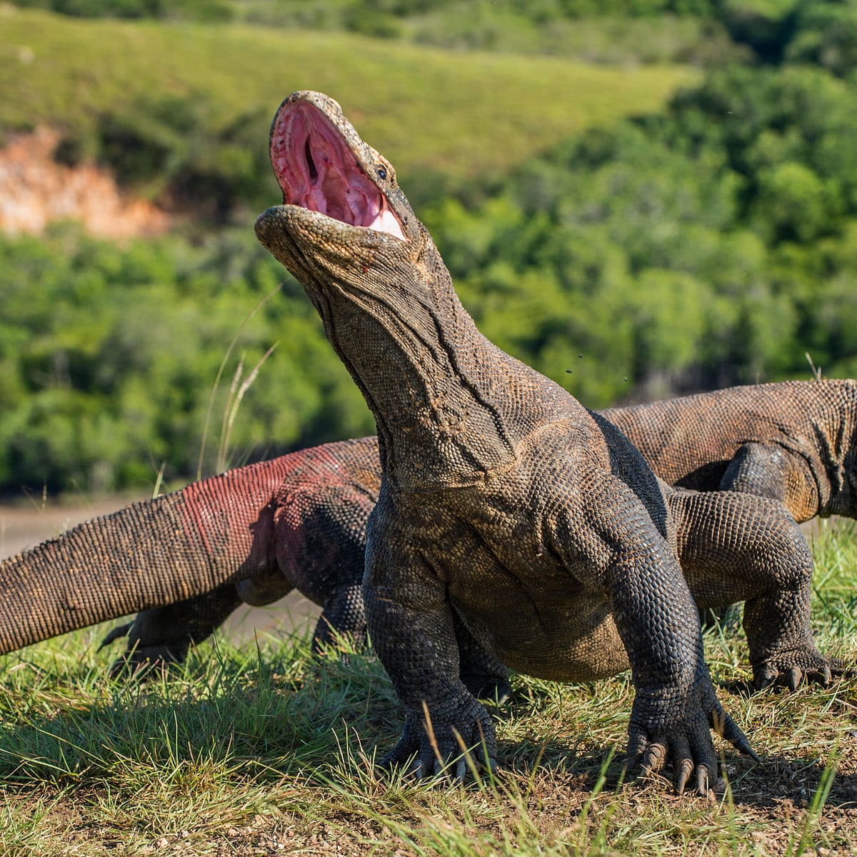 湾鳄vs科莫多巨蜥,谁才是地表最强爬行动物呢?