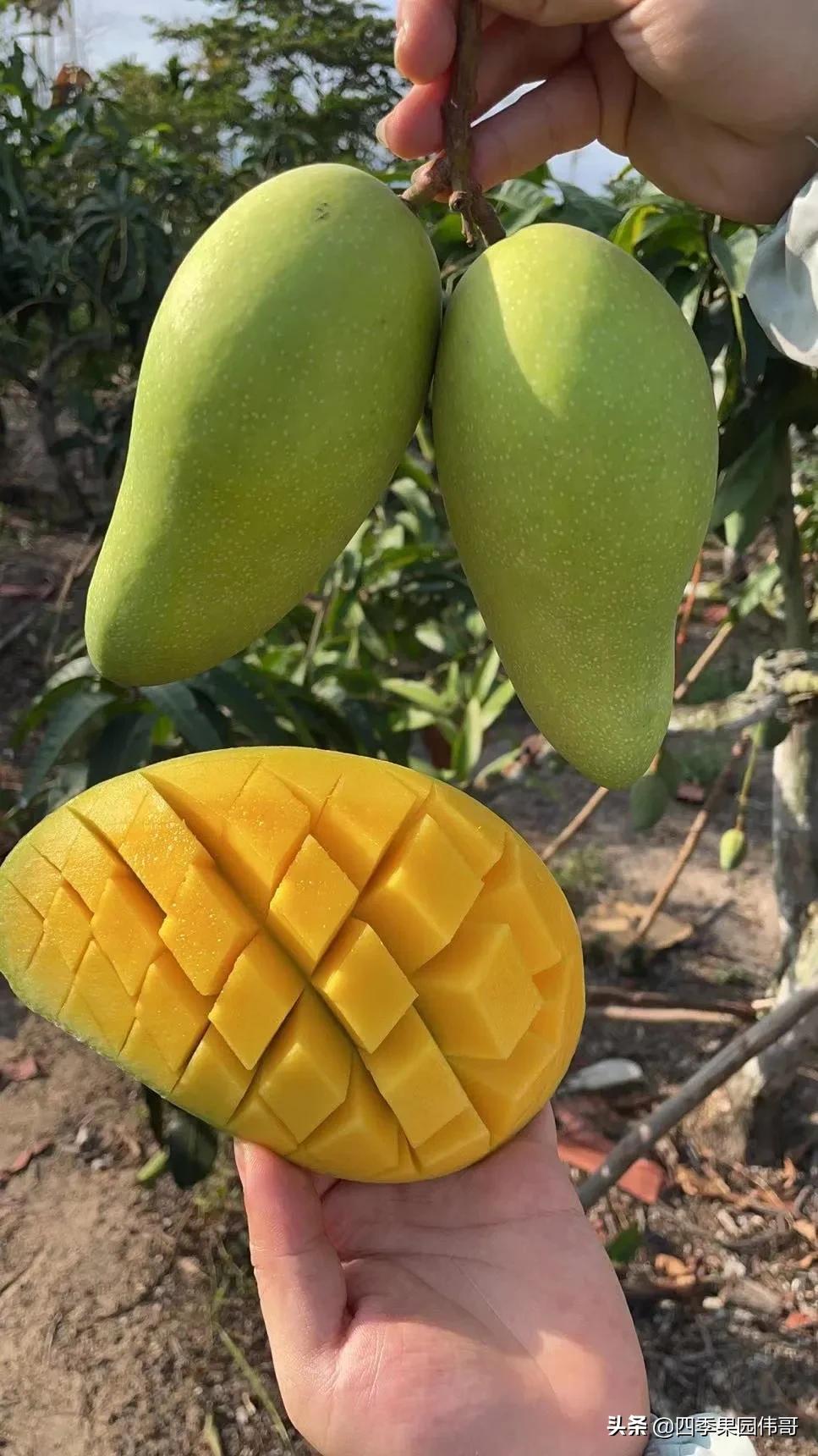 金煌芒果唯美句子_晶羽文学网