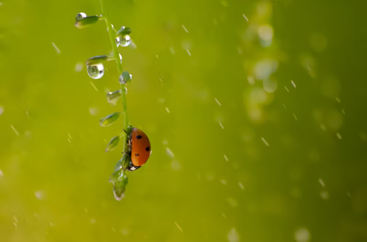 70句雨水节气发的优美文案，简短精致