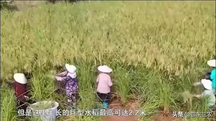 2.2米高的巨型水稻，有姚明那么高，所有特性比普通稻要强