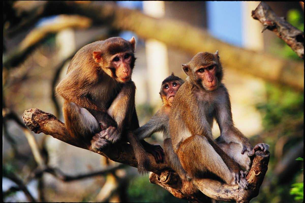 印度猴子如此泛滥，为何中国培育的实验猴，为啥美国抢着要？