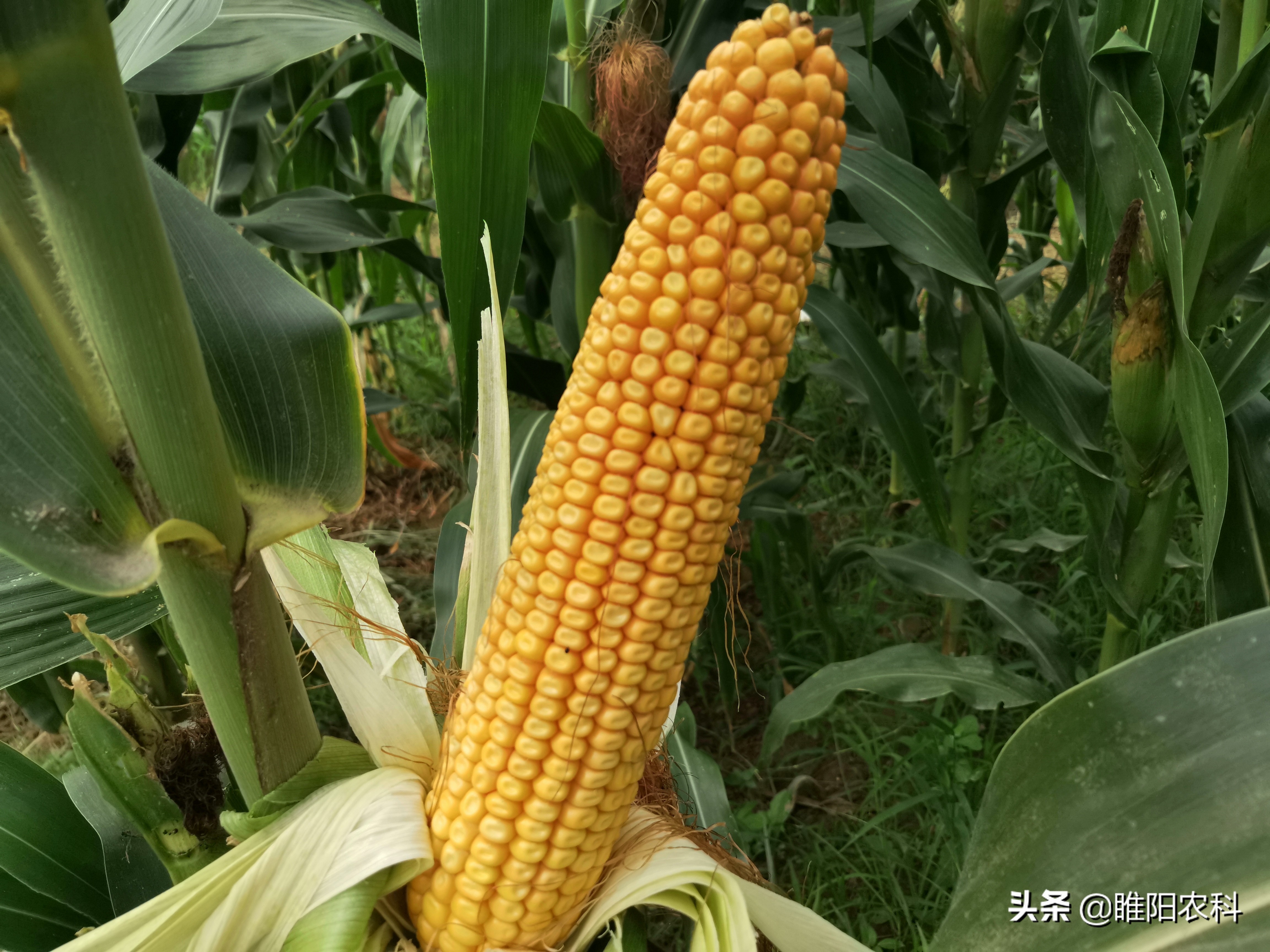 玉米畝產(chǎn)量,玉米畝產(chǎn)量一般多少斤