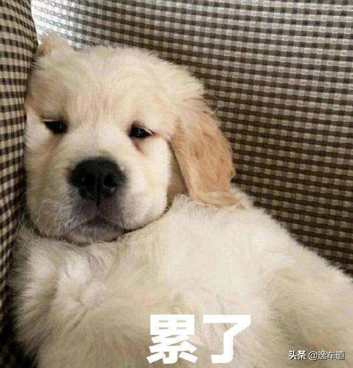 帕拉梅拉怎么样(帕拉梅拉公认最好看的颜色)-生活-动动脑