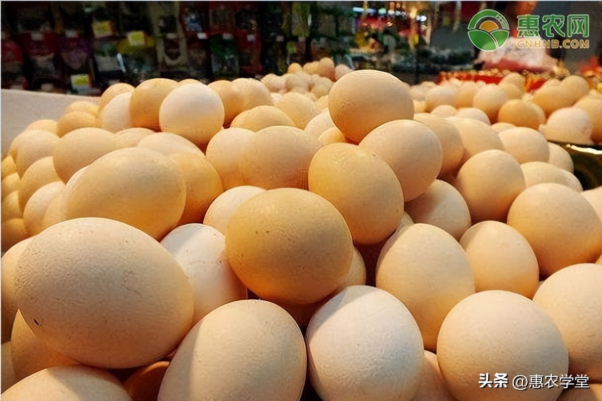 大名县今日鸡蛋价「天津鸡蛋价格今日价一斤」