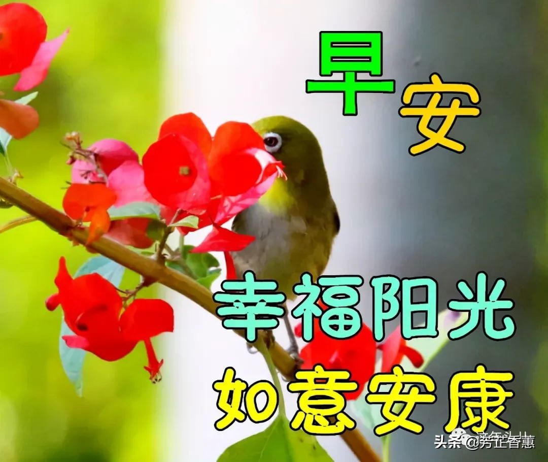 最新早上好表情包图片大全,周日吉祥,平安健康