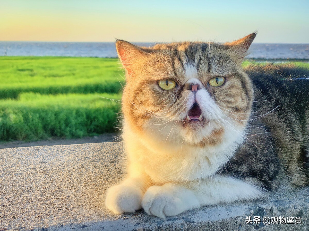 猫会说话吗？为什么要杀死会说话的猫