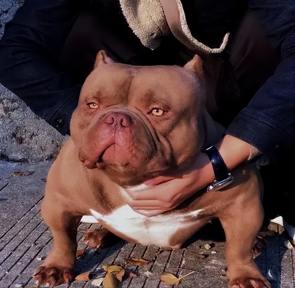 恶霸犬多少钱建议你养