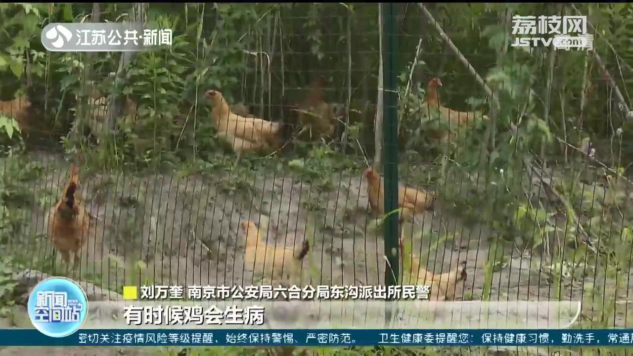 听说鸡吃了后可防病 南京一农户私种68株罂粟