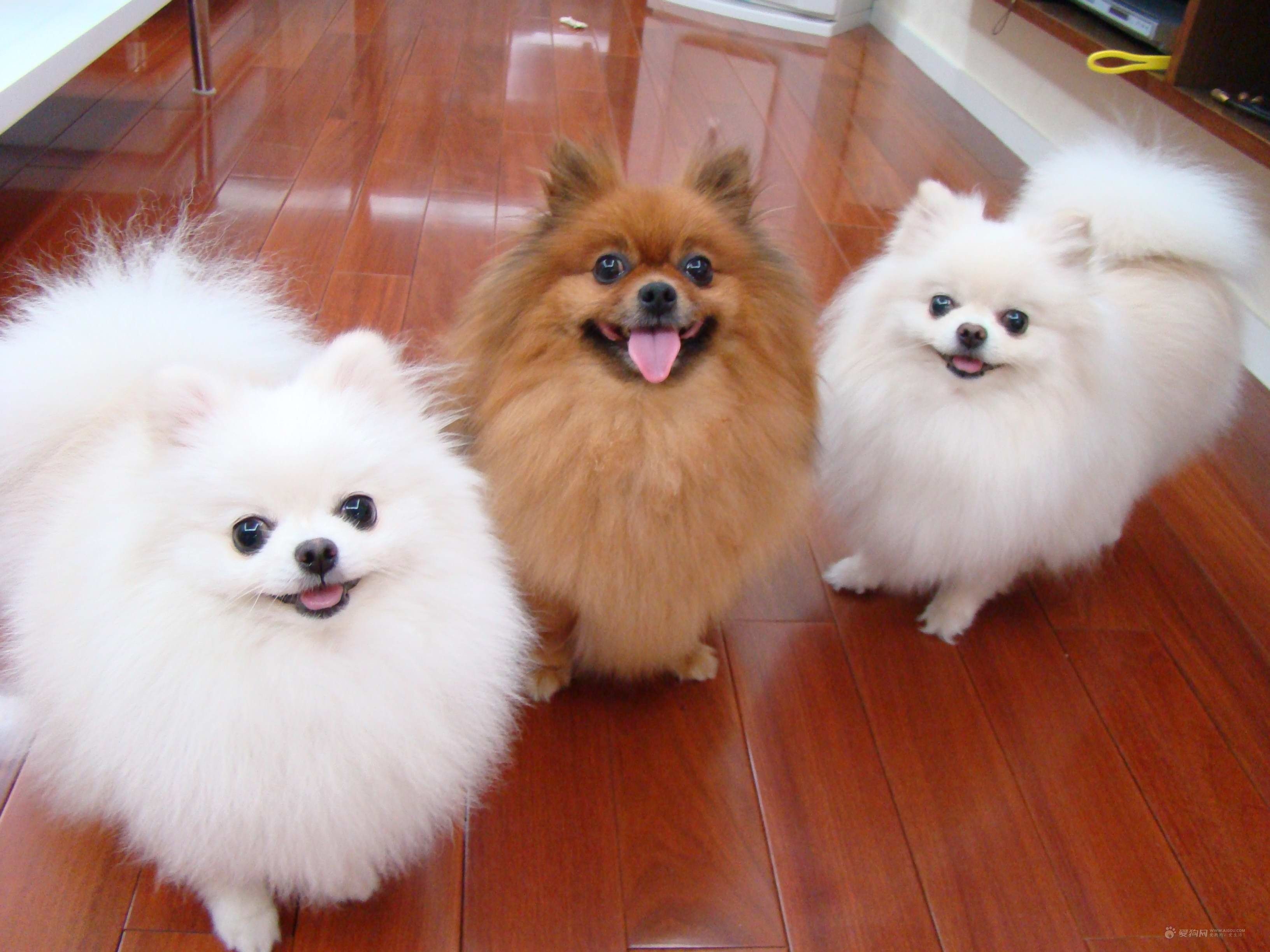 狗狗图鉴:博美犬是怎样"练成"的?