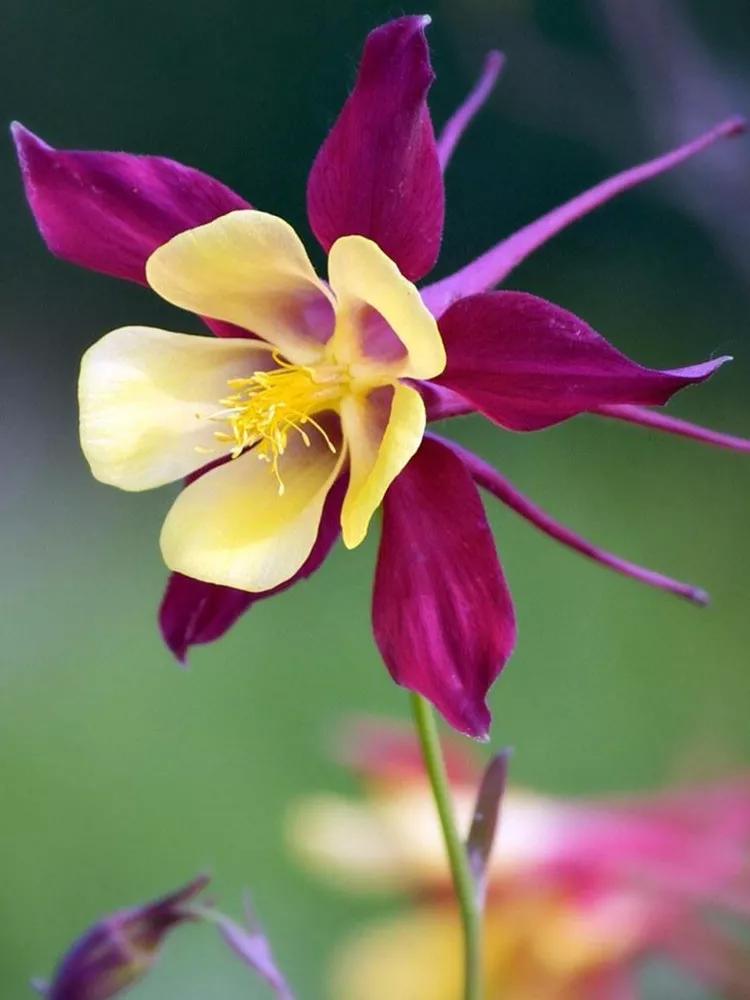 花朵美图|温柔甜美的初吻,大丽花,耧斗菜花朵合集160张