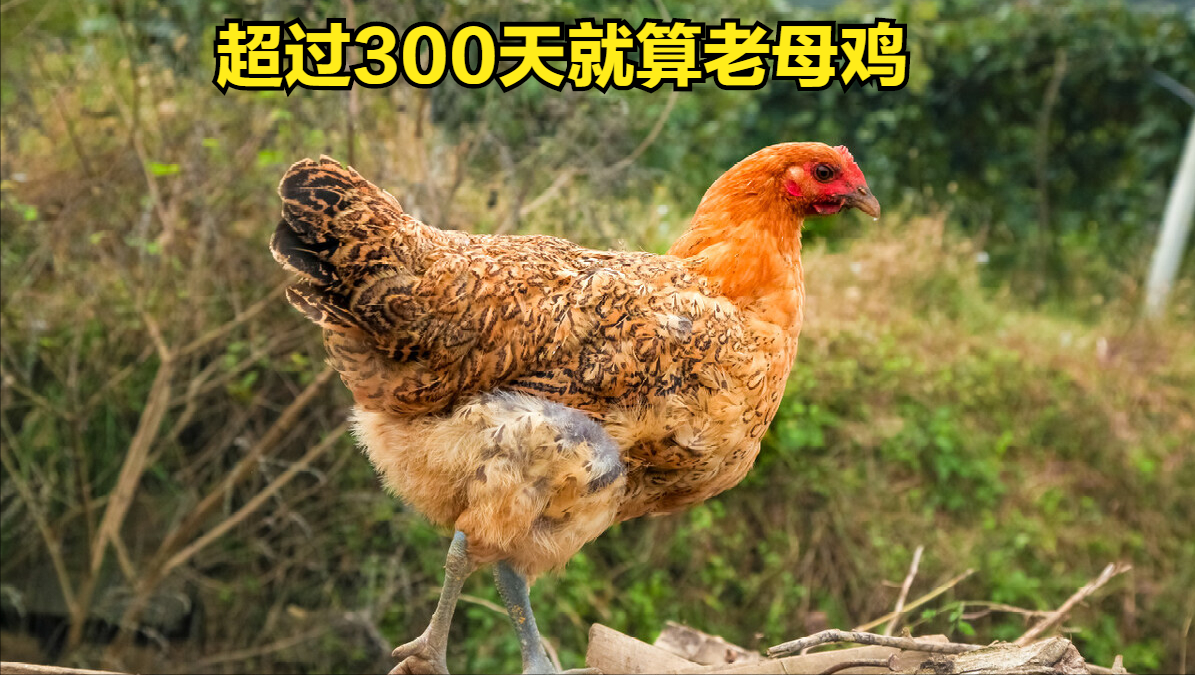 如何炖鸡好吃(炖鸡汤时，牢记“3放3不放”搭配，最营养最好吃，煲鸡汤的做法)