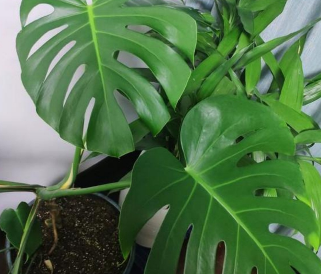 除甲醛排名前十植物（盘点3种被称作甲醛克星的常见绿植）