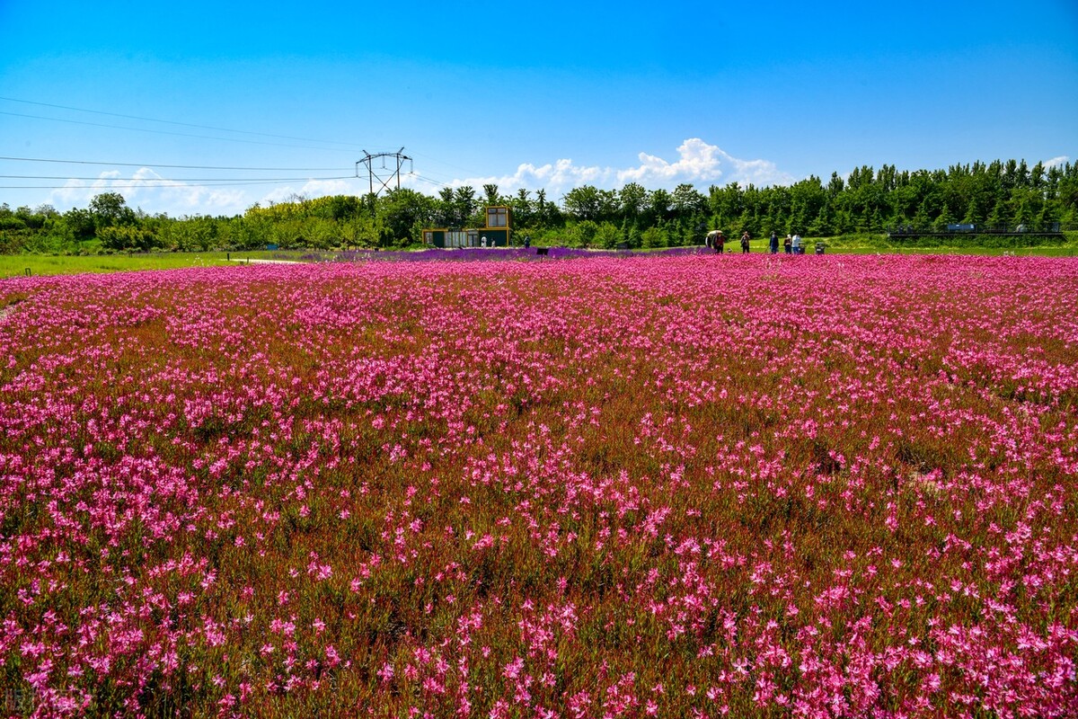 初夏花海美如画 天天看点