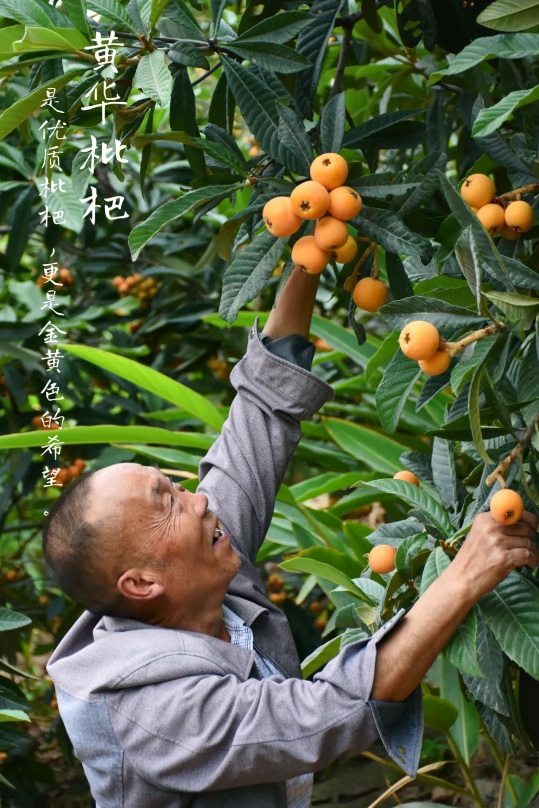 云南永善：金沙江畔黄华镇千亩枇杷林压弯枝头