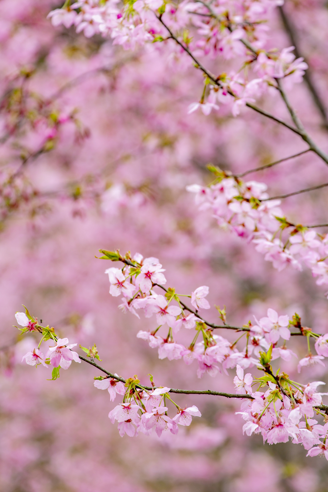 什么？这份春日赏花图鉴，竟然藏着热带花