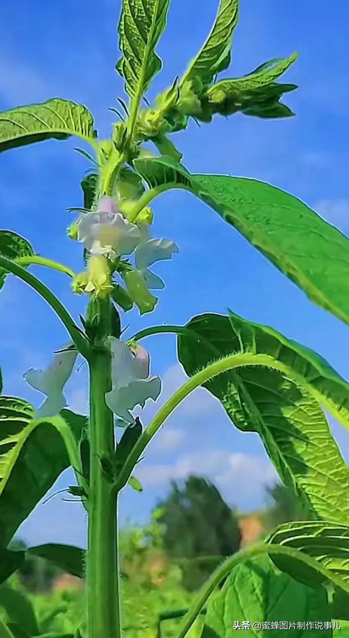 在心里种花，人生才不会荒芜，藏不住春的爱意