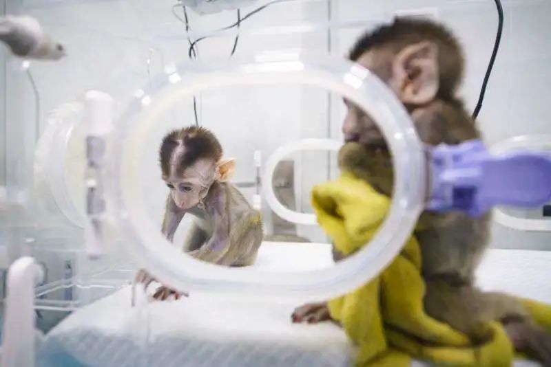 科研所需的实验猴短缺，从1.5万涨到10万还买不到？
