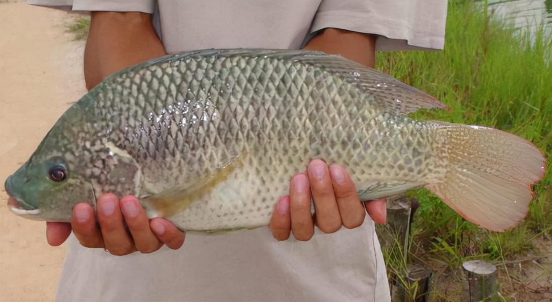 羅非魚圖片,羅非魚圖片大全