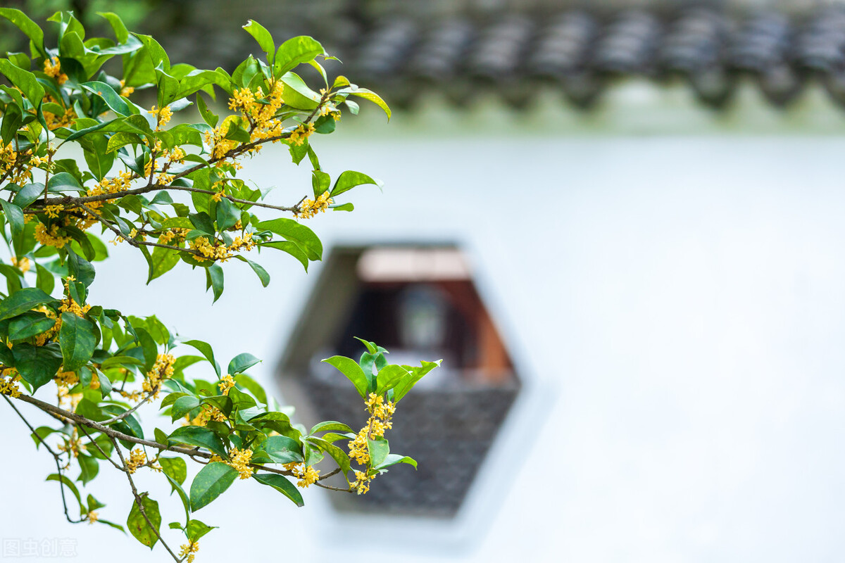 大门两边栽什么树最好（农村大门种什么树最好）-第4张图片-巴山号